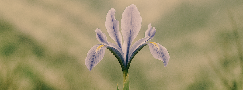 Iris silvestre, la flor que resiste el viento.