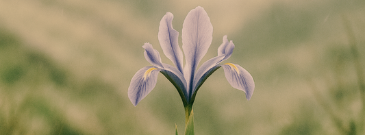 Iris silvestre, la flor que resiste el viento.
